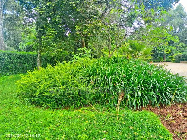 6bdrm Bungalow in Karen for rent