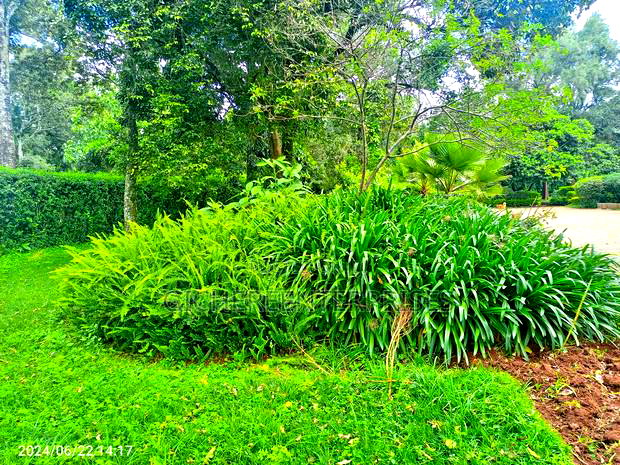 6bdrm Bungalow in Karen for rent