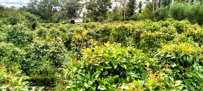 Bungalow 3 Bedroom - Image 5