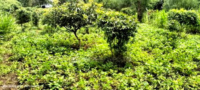 Bungalow 3 Bedroom - Image 6