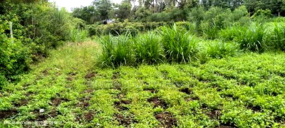 Bungalow 3 Bedroom - Image 8