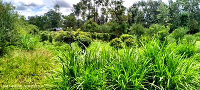 Bungalow 3 Bedroom - Image 9