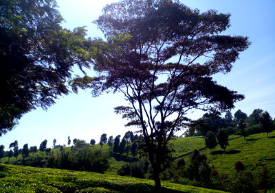 5-Acre Tea Plantation in Kiambu