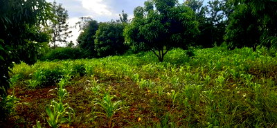 2 Acres for Sale at Makuyu - Image 1