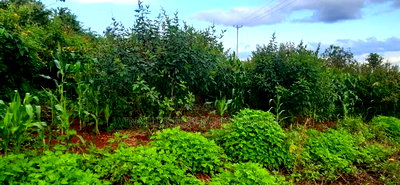 2 Acres for Sale at Makuyu - Image 2