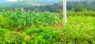 2 Acres for Sale at Makuyu - Image 3