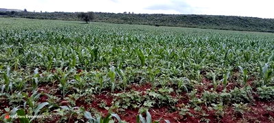 9acres for Sale in Nakuru, Subukia Mumoi Area at Per Acre - Image 2