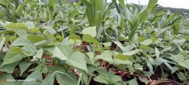 9acres for Sale in Nakuru, Subukia Mumoi Area at Per Acre