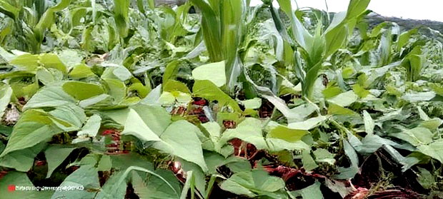 9acres for Sale in Nakuru, Subukia Mumoi Area at Per Acre