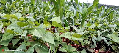 9acres for Sale in Nakuru, Subukia Mumoi Area at Per Acre - Image 1