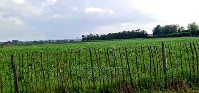Prime 1 Acre Land for Sale in Kimumu Marura in Eldoret - Image 4