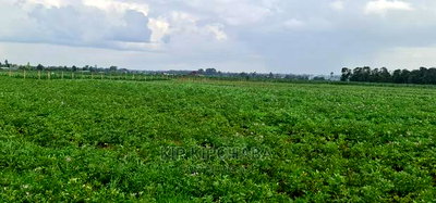 Prime 1 Acre Land for Sale in Kimumu Marura in Eldoret - Image 7