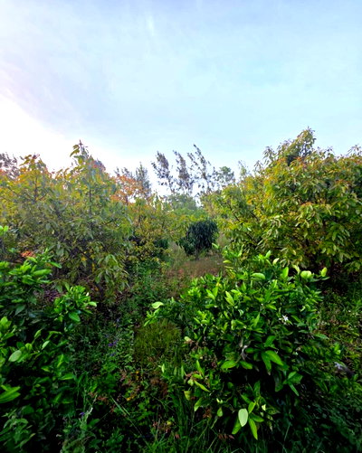 KSh 9M Garden Plot with Parking - Kibiku