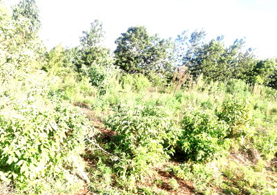 Quarter Acre Garden Plot at KSh 8M