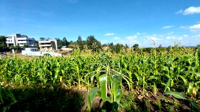 One Acre Land for Sale in Matasia - Image 1