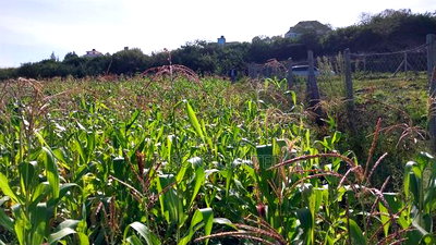 One Acre Land for Sale in Matasia - Image 2