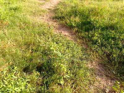 For Sale:0.75 Acres Within a 150metre Radius of Shelly Beach - Image 13