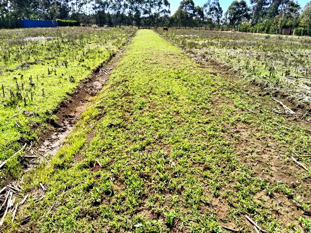 Prime Residential Plots in Chepkanga Centre