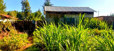 3bdrm Bungalow in Chepkanga, Kimumu for sale - Image 6