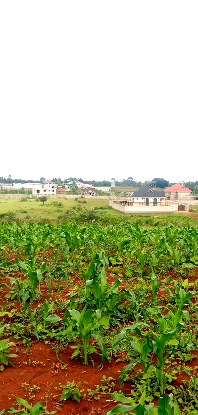 Half Acre Garden Plot in Ruiru