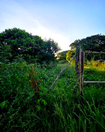 Pet Friendly 1/8 Acre Garden Plot