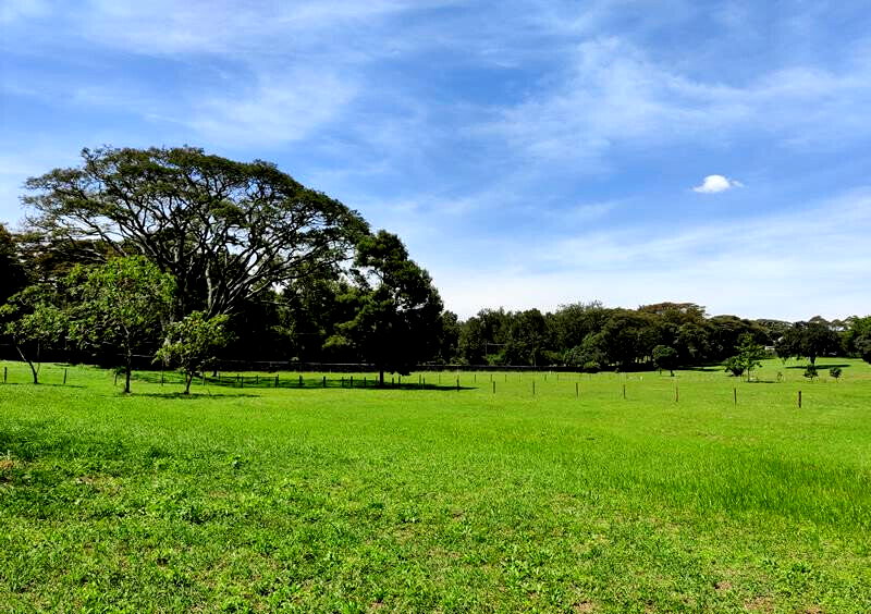 1-Acre Karen Plot with Garden at KSh 105M
