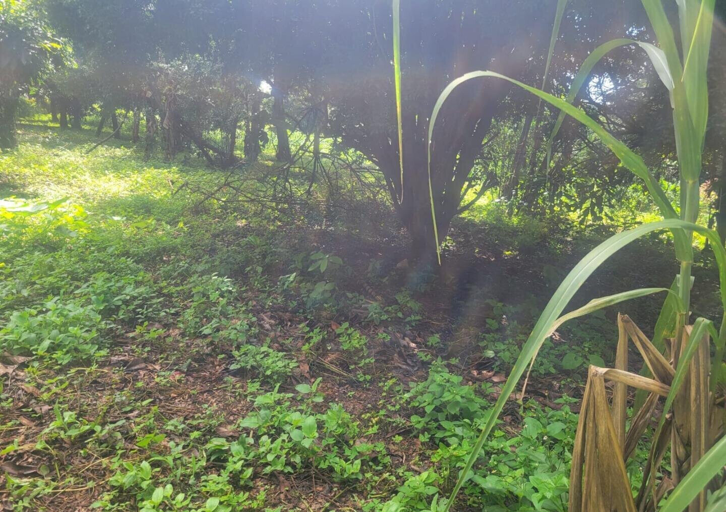KSh 23M Garden Plot in Ngong