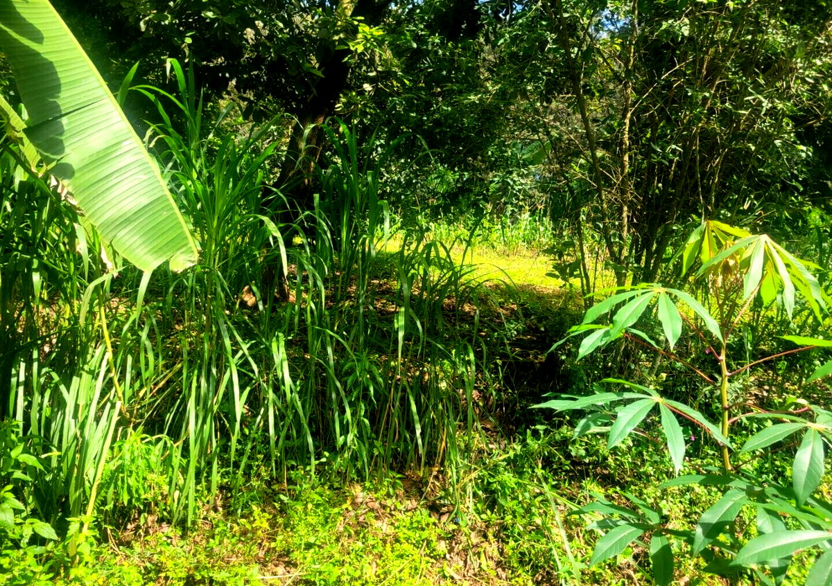 KSh 23M Garden Plot in Ngong