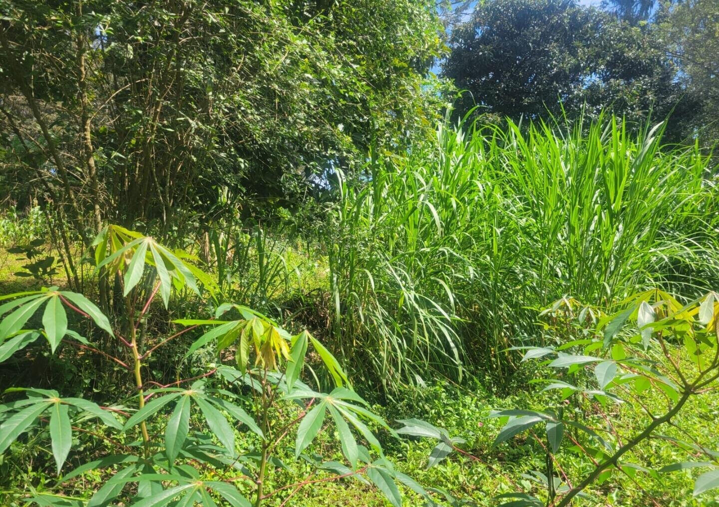 KSh 23M Garden Plot in Ngong