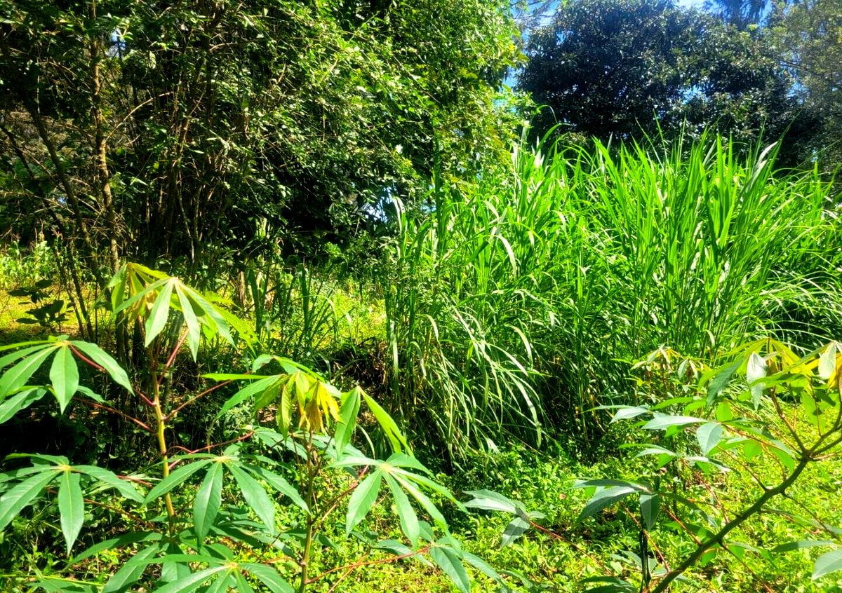 KSh 23M Garden Plot in Ngong