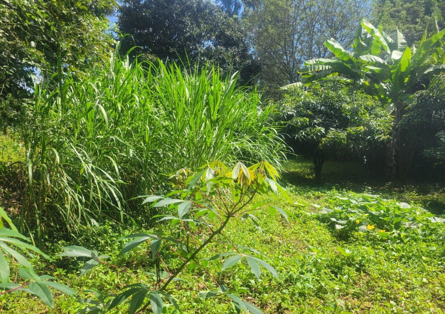 KSh 23M Garden Plot in Ngong