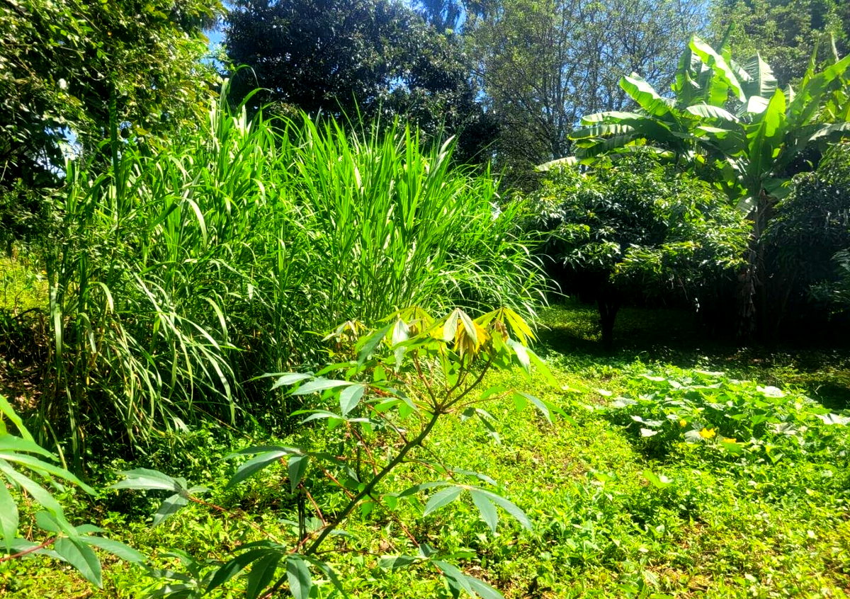 KSh 23M Garden Plot in Ngong