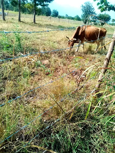 2 Acres at Rukanga Sagana Area 1.5km From Highway - Image 4