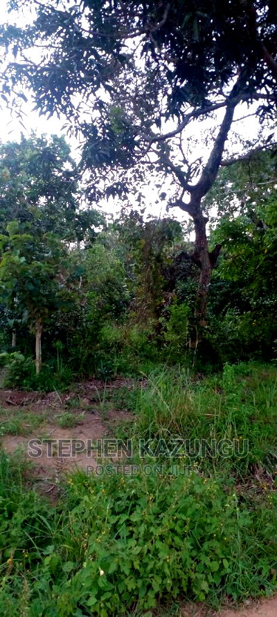 Nice 1/8 Acre Near Kwale at Tsimba About 5 KMS to Kwale Town. - Image 8
