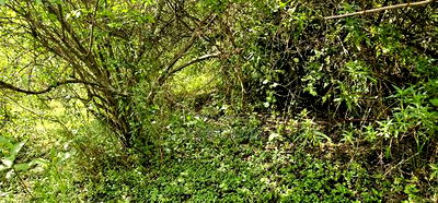 Prime 10 Acres Land for Sale in Kaptuli Eldoret - Image 5