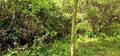 Prime 10 Acres Land for Sale in Kaptuli Eldoret - Image 4