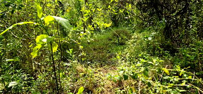 Prime 10 Acres Land for Sale in Kaptuli Eldoret - Image 3