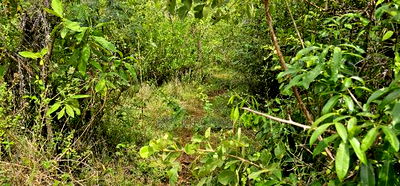 Prime 10 Acres Land for Sale in Kaptuli Eldoret - Image 6