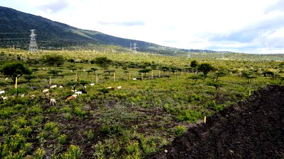 1/8 Acre Kisamis at - Image 6