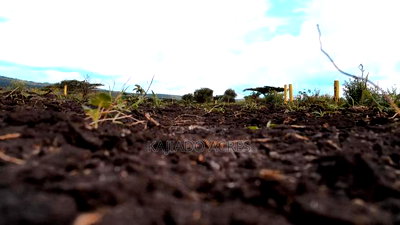 1/8 Acre Kisamis at - Image 2