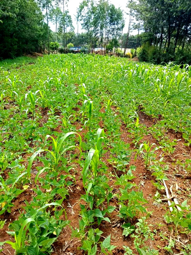 1/8 Plot Kipkorgot Ideal for Residential Touching Tarmac