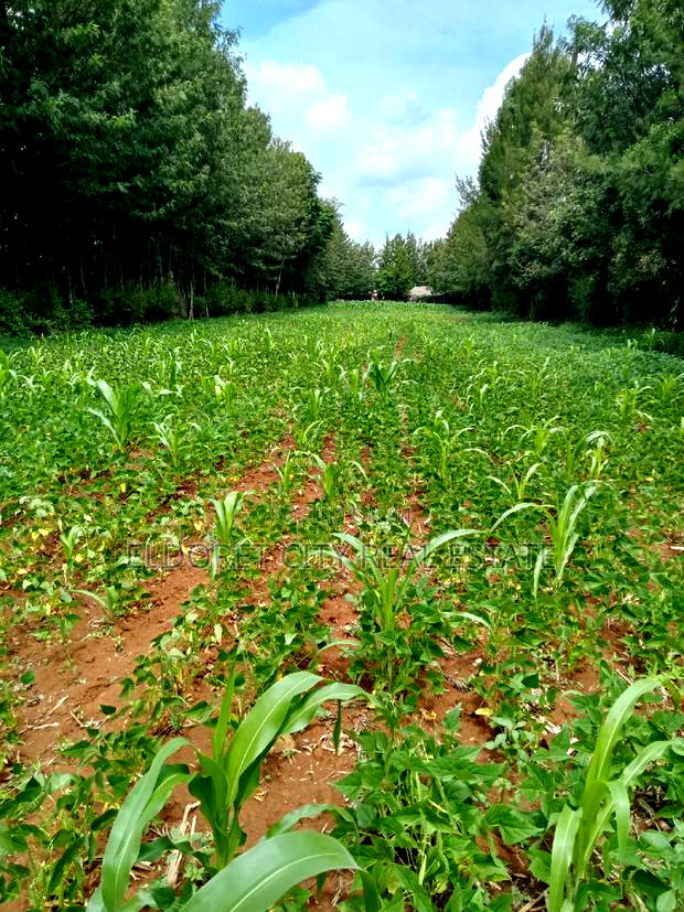 1/8 Plot Kipkorgot Ideal for Residential Touching Tarmac