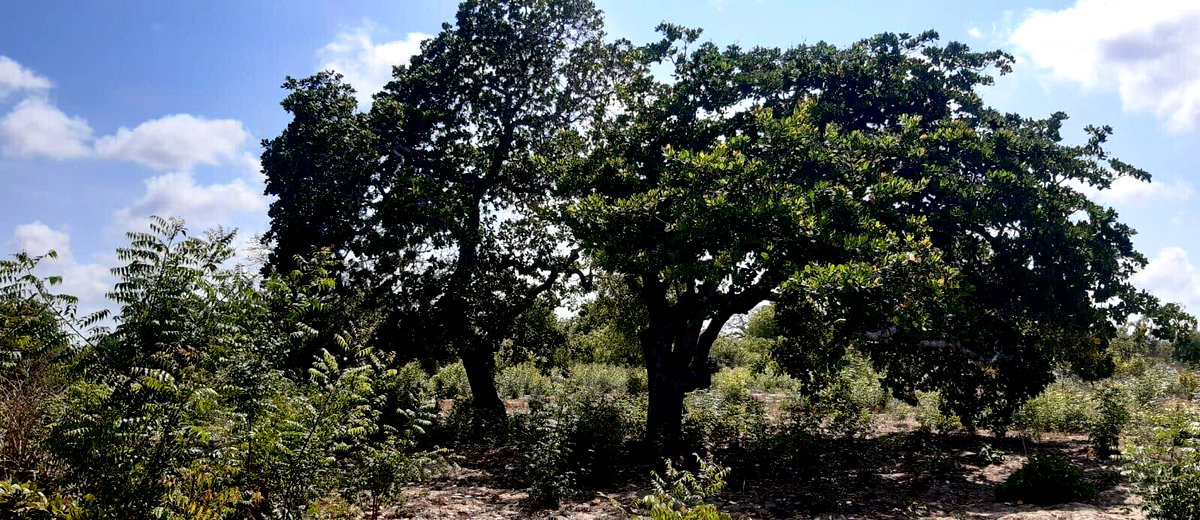 3-Acre Plot with Garden & Parking at KSh 2.4M