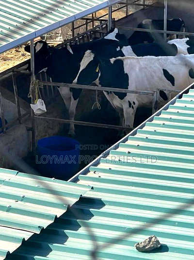 Selling One Acre Developed Daily Farm - Image 8