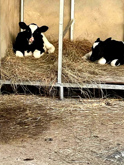 Selling One Acre Developed Daily Farm - Image 4