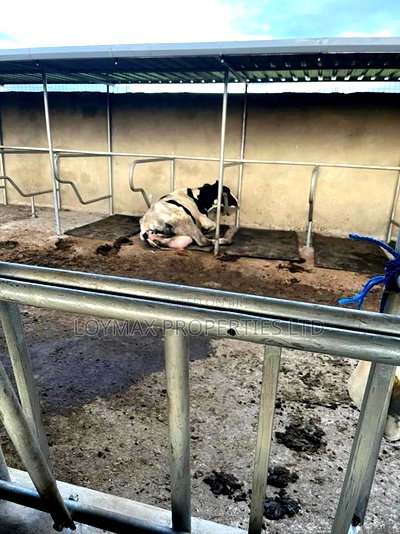 Selling One Acre Developed Daily Farm - Image 6