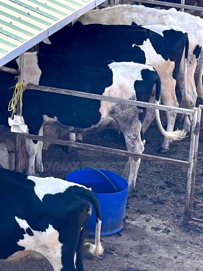 Selling One Acre Developed Daily Farm - Image 9