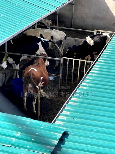 Selling One Acre Developed Daily Farm - Image 7