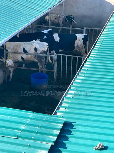 Selling One Acre Developed Daily Farm - Image 10