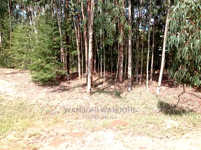 Prime 50x100 Forested Plot - Image 1
